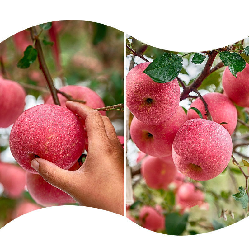 Superior Concentrated Jelly Apple Flavor for Apple Cider Vinegar Drink Fruity Soda Refreshing Juice Beverage Probiotic Vinegar Soda and Functional Apple Cider Hydration